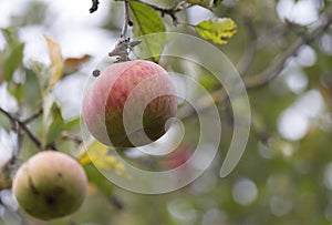 Apple on appletree