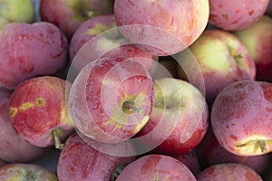 Apple autumn harvest background. Fresh red apples close up