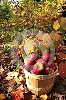 Apple basket