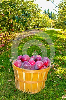 Apple Basket Full Of Ida Reds Along An Orchard Path photo