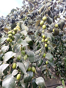 The Apple ber fruit in village