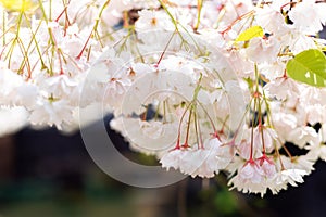 Apple bloom. Background of spring white blossoms tree in nature outdoors. Spring cherry blossom in full bloom.