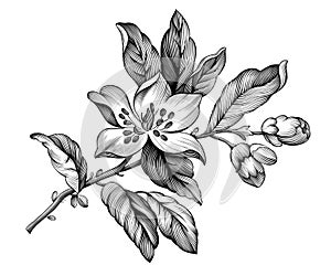 Apple blossom vintage floral spring branch rose sakura cherry flowers. Black and white engraved botanical  illustration. Vector fi photo