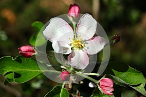 Apple blossom