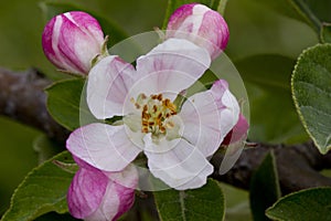 Apple Blossom