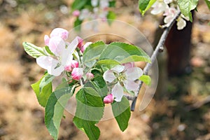 Apple Blossom