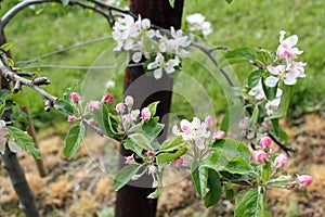 Apple Blossom