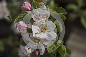 Apple blossom