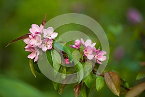 Apple blossom