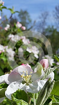 Apple blossom