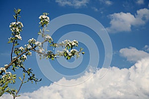 Apple blossom