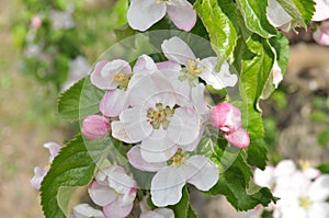 Apple blossom