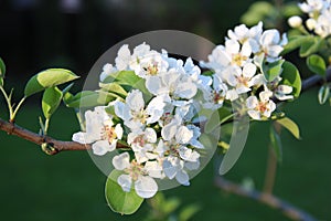 Apple Blossom