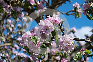 Apple blossom