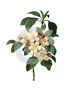 Apple Blossom | Antique Flower Illustrations