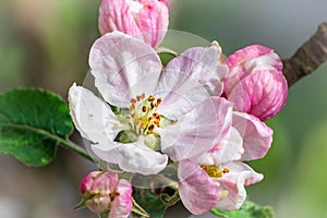 Apple blossom on apple tree