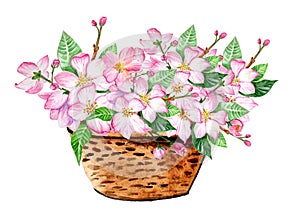 Apple Blossom Basket. Watercolor Illustration. Ideal for Wedding Projects