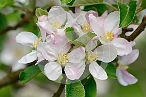 Apple blossom in bloom