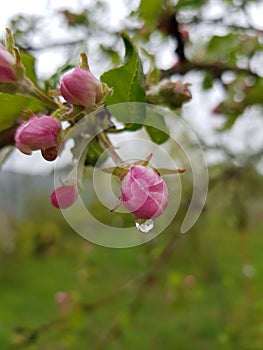 Apple blossom bloom spring natural garden farm