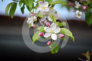 Apple Blossom Bloom Tree White Pink Spring Gardening Garden Planting Stock Photo