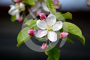 Apple Blossom Bloom Tree White Pink Spring Gardening Garden Planting Stock Photo