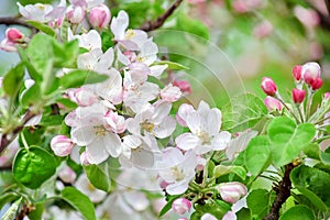 Apple Blossom Bloom Tree White Pink Stock Photo