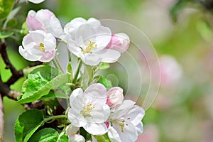 Apple Blossom Bloom Tree White Pink Stock Photo