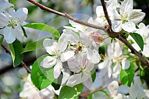 Apple Blossom Bloom Tree White Pink Stock Photo