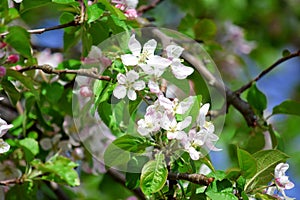 Apple Blossom Bloom Tree White Pink Stock Photo