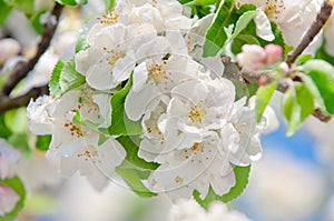 Apple blossom, blooming on apple tree after spring snowfall