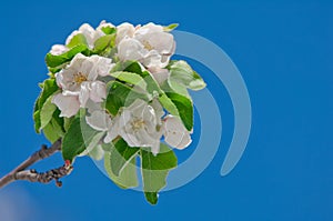 Apple blossom, blooming on apple tree after spring snowfall