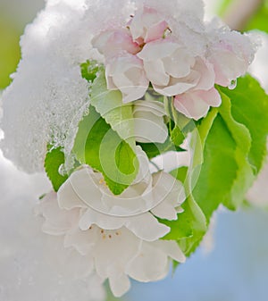 Apple blossom, blooming on apple tree after spring snowfall