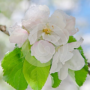 Apple blossom, blooming on apple tree after spring snowfall