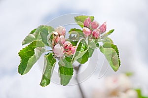 Apple blossom, blooming on apple tree after spring snowfall