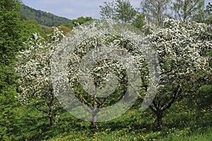 Apple blossom, blossom in the public fruit estate Baden-Baden Lichtental, w