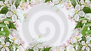 Apple blossom borders on pink background