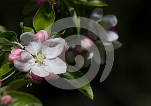 Apple blossom