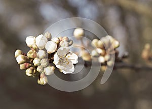 Apple blossom branch with budding flowers.