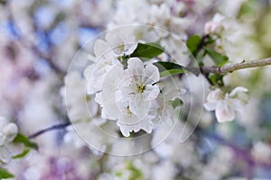 Apple blossom branch with white flowers against beautiful bokeh background, lovely landscape of nature