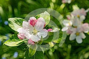 Apple blossom buds in spring, malus domestica gloster apple tree. Buds on spring apple tree. Spring branch of apple tree with pink