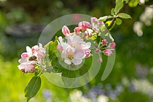 Apple blossom buds in spring, malus domestica gloster apple tree. Buds on spring apple tree. Spring branch of apple tree with pink
