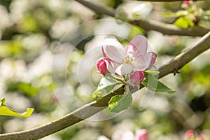 Apple blossom buds in spring, malus domestica gloster apple tree. Buds on spring apple tree. Spring branch of apple tree with pink