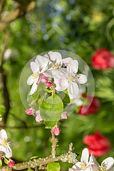 Apple blossom buds in spring, malus domestica gloster apple tree. Buds on spring apple tree. Spring branch of apple tree with pink