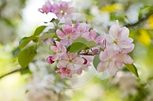 Apple blossom close-up