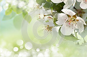 Apple blossom close-up.
