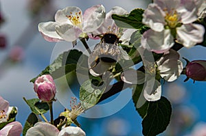Apple blossom close-up. White petals, stamens, leaves on a branch. A beautiful bumblebee on a flower.