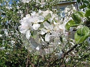 Apple blossom. Closeup of tender white petals and yellow stamens. Spring flowering of fruit trees. Sakura in the garden