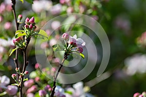 apple blossom on darkgreen background