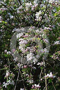 apple blossom on darkgreen background