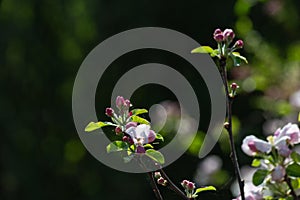 apple blossom on darkgreen background